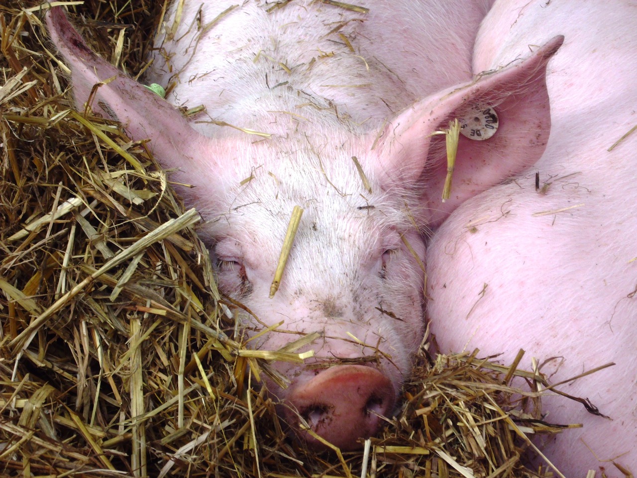 Sube un 5,5% la producción de carne de cerdo en España entre enero y junio 