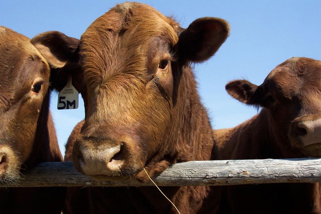 La producció de boví retrocedeix un 2,4% a Espanya en el primer semestre del 2020