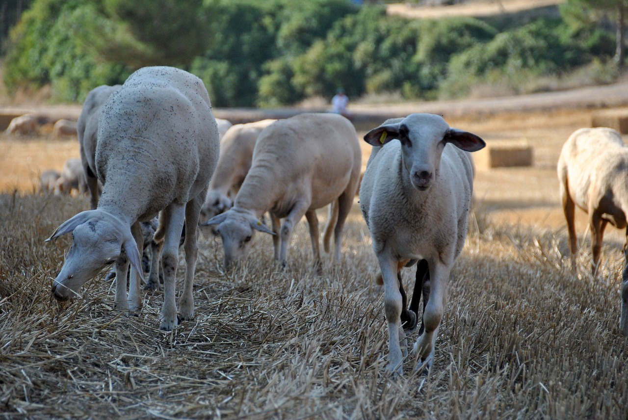 La producción de carne de ovino en España baja un 5,6% en los primeros seis meses de 2020