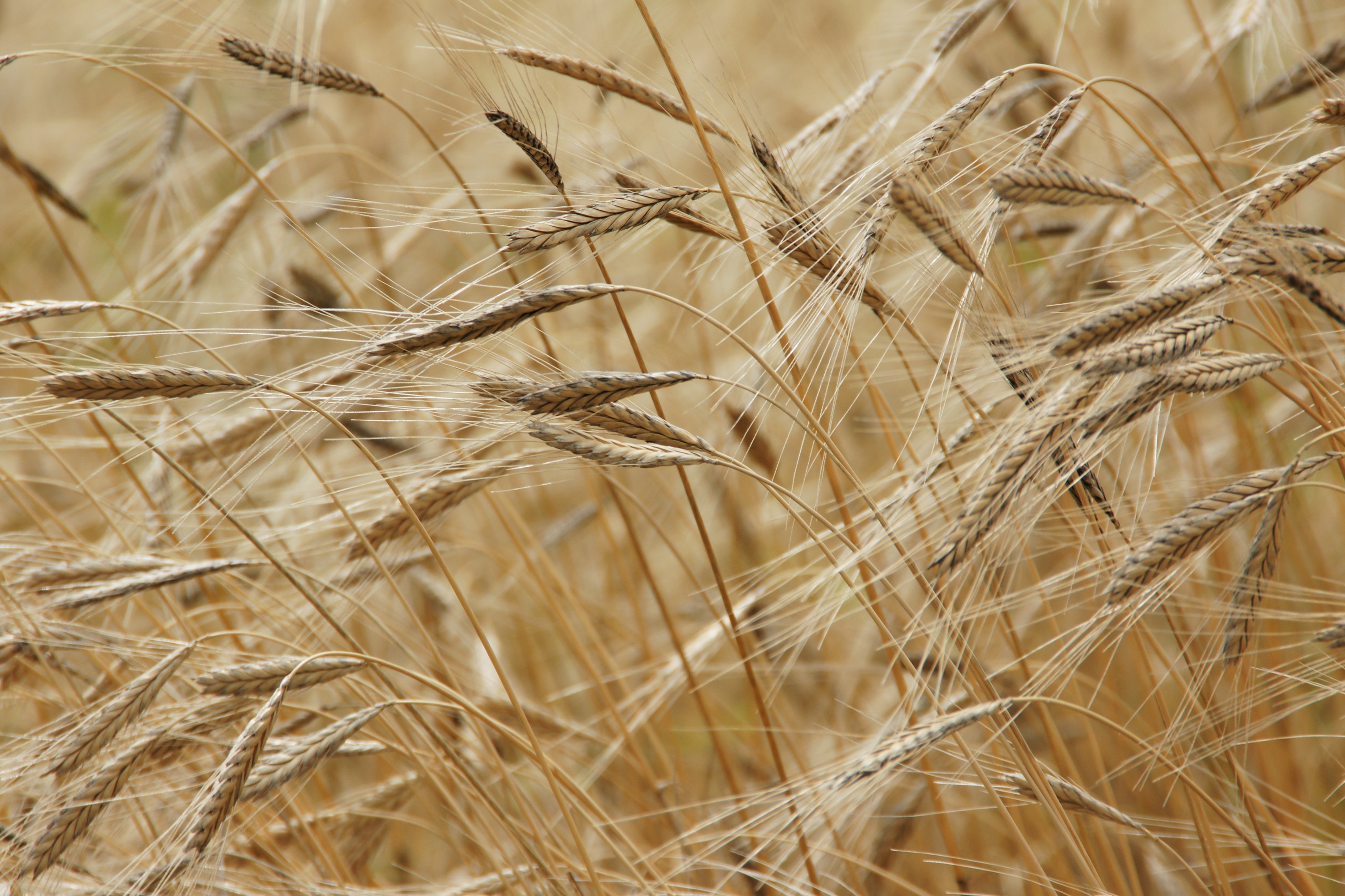 La cosecha mundial de cereales subirá un 1,83% en la campaña 2020/2021