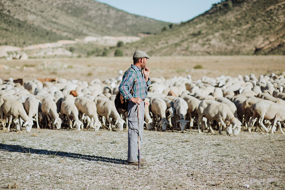 Entra en vigor la Extensión de Norma del ovino y caprino