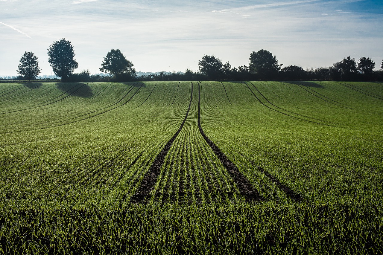 El USDA confirma un aumento del 2% de la cosecha mundial de cereales para la campaña 2020/2021