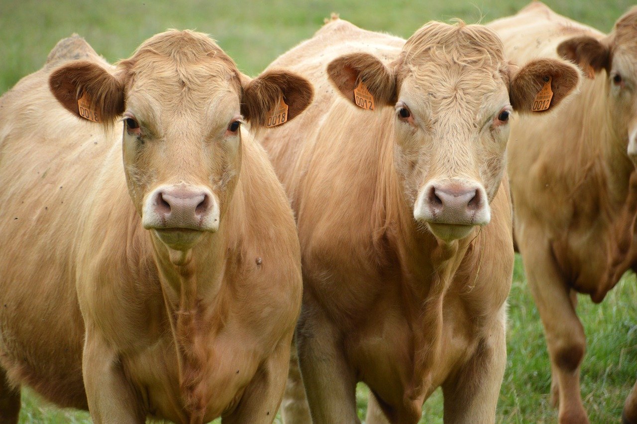 L'exportació de bovins vius va augmentar un 9% el 2020