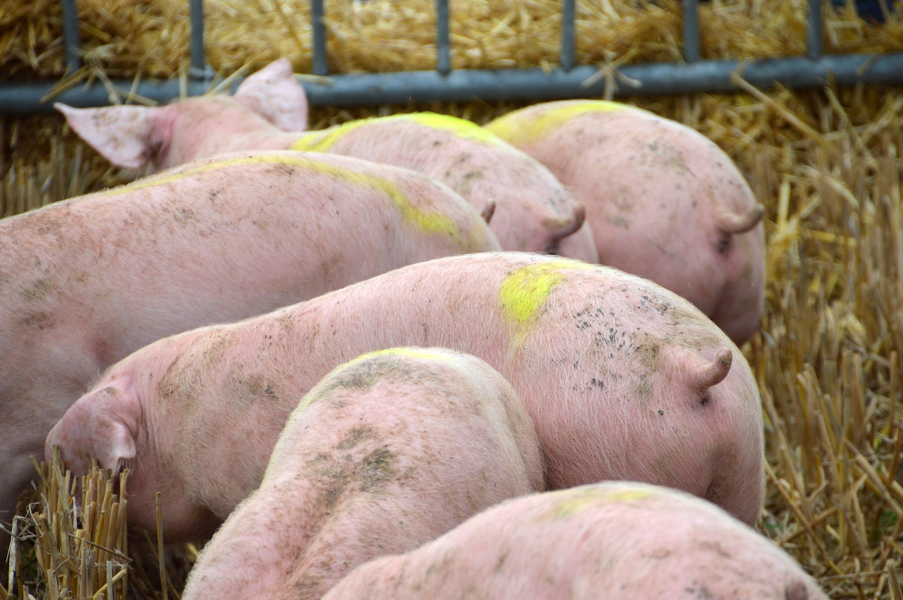 El sector porcino reduce en más de un 4% sus emisiones de gases de efecto invernadero 