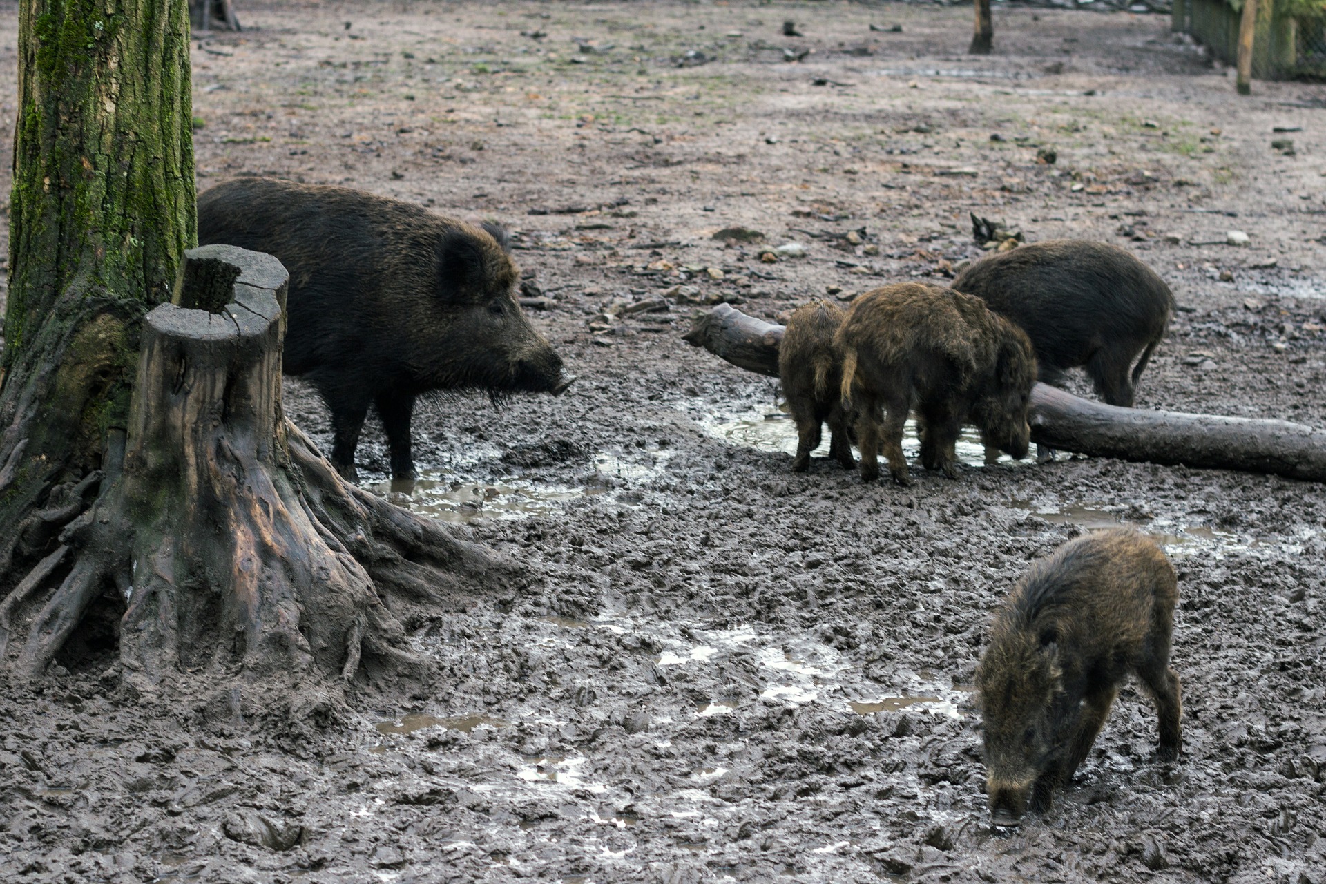Anprogapor ve clave la bioseguridad y el control de jabalíes para evitar que la peste porcina llegue a España