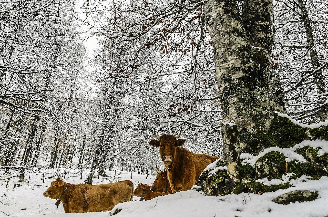 El Govern avalua els danys de la borrasca Filomena per ajudar a ramaders i agricultors