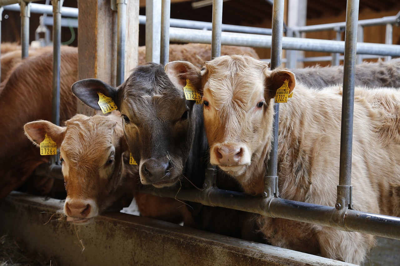 El mercat boví de Pola de Siero cau a un nou mínim històric