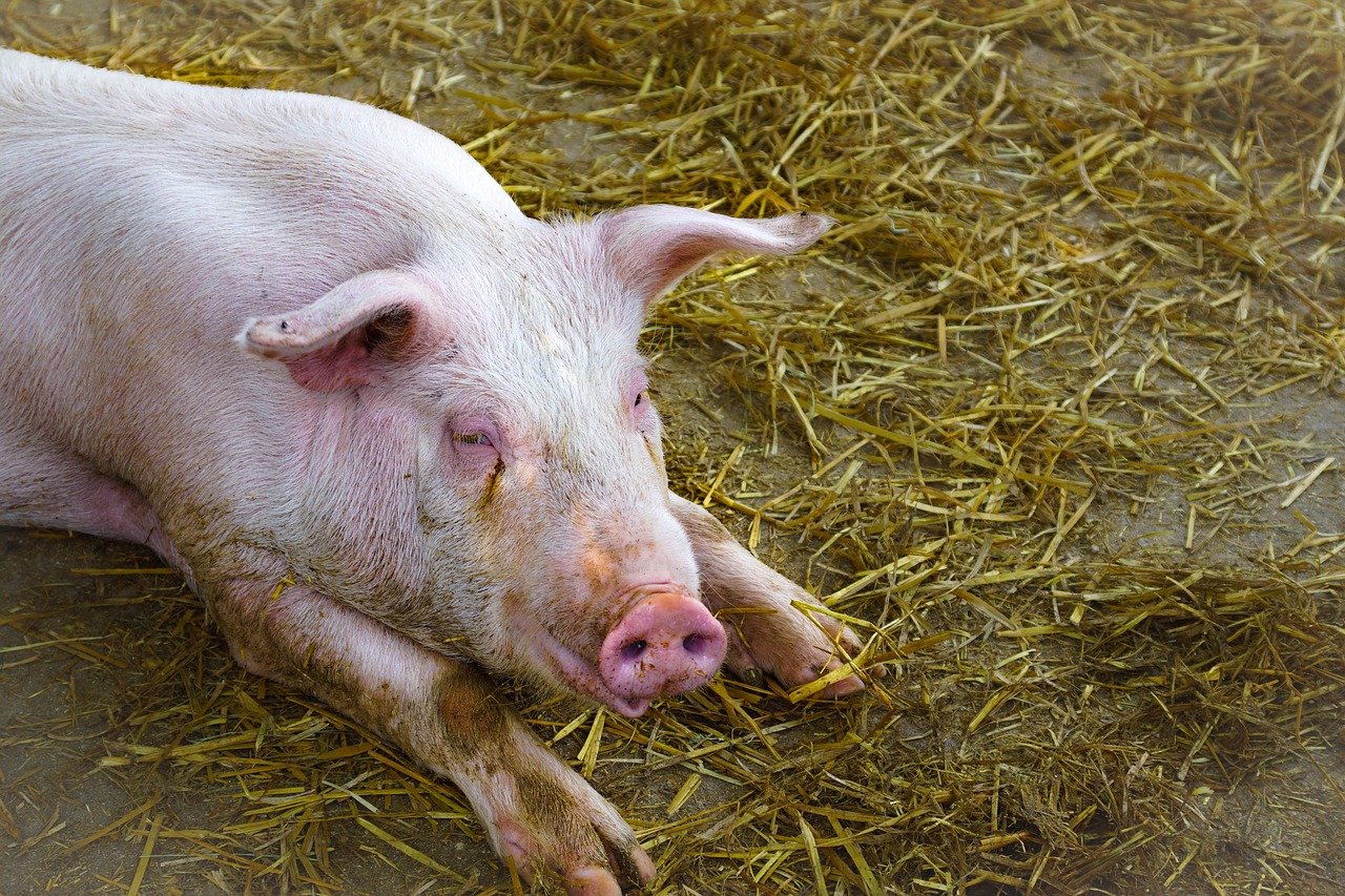 El Gobierno modifica el Real Decreto de ordenación de las explotaciones de porcino extensivo