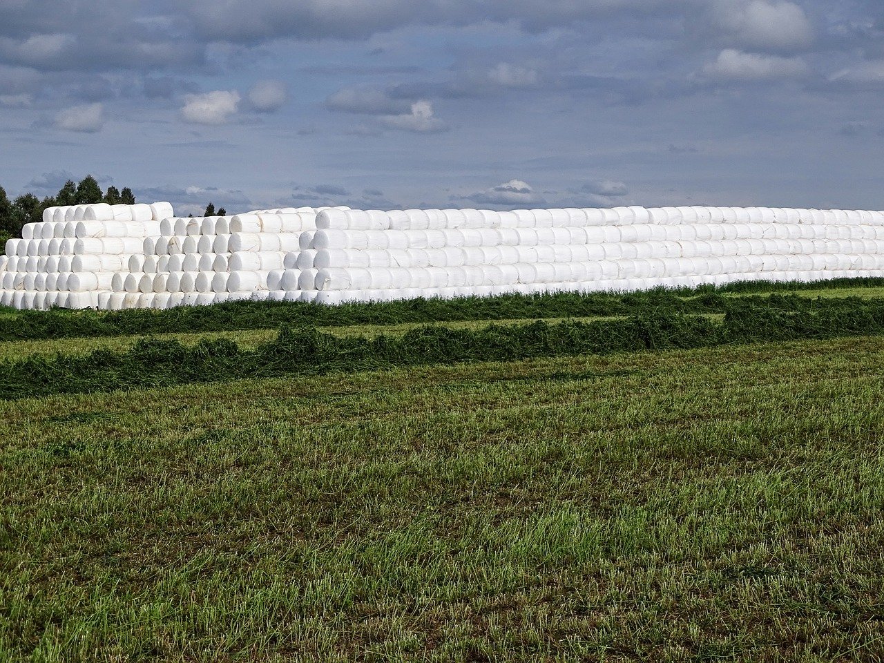 AEFA prevé un aumento del 3% de la producción de alfalfa deshidratada para la campaña 2020/21