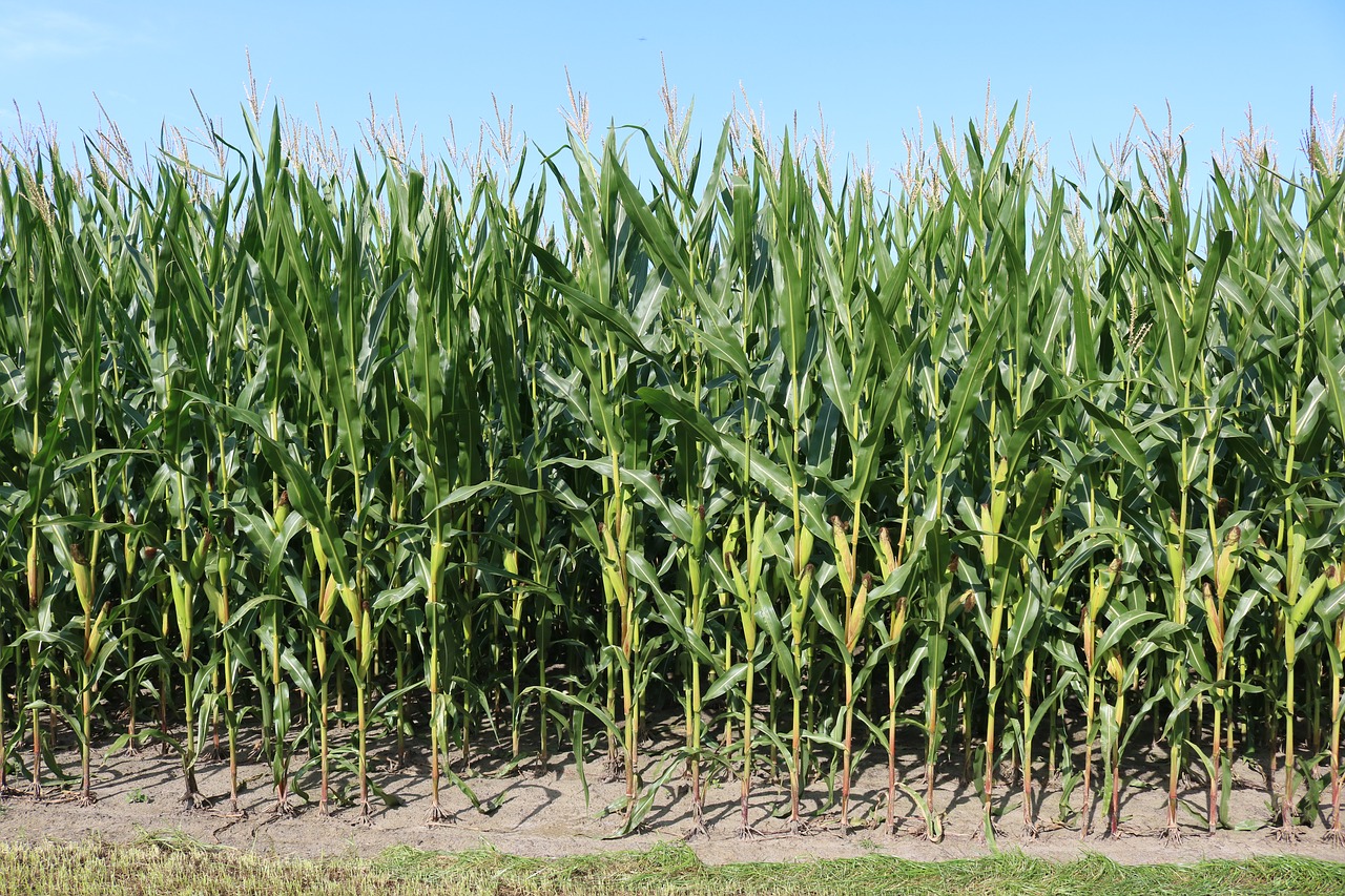 Les reserves globals de cereals cauran al seu nivell més baix en cinc anys