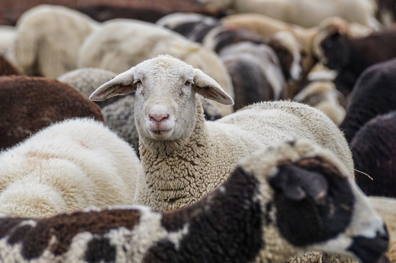 Interovic afirma que el sector ovino ha salido airoso del primer año de la pandemia 