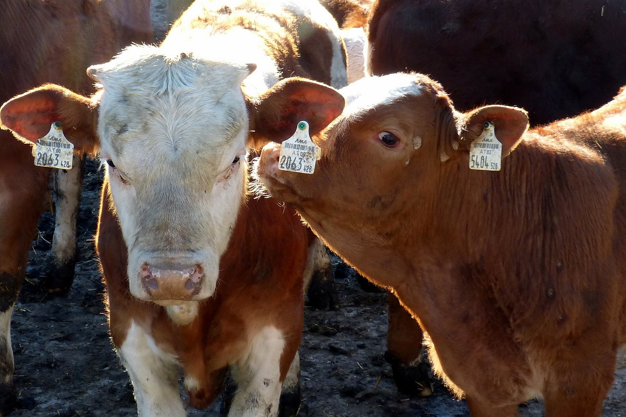 La importació de boví per a engreix a Espanya es va mantenir estable tot i la pandèmia