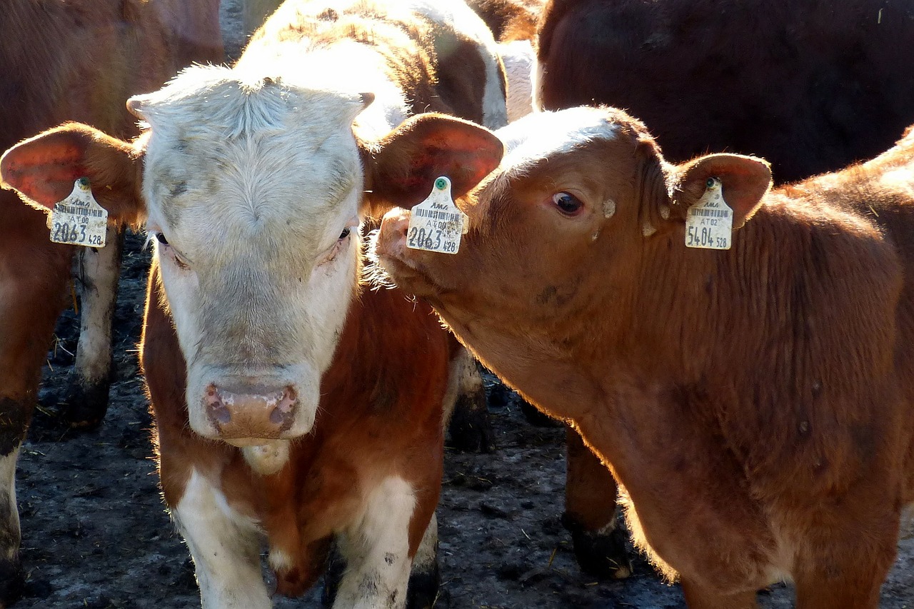 La importación de vacuno para cebo en España se mantuvo estable pese a la pandemia