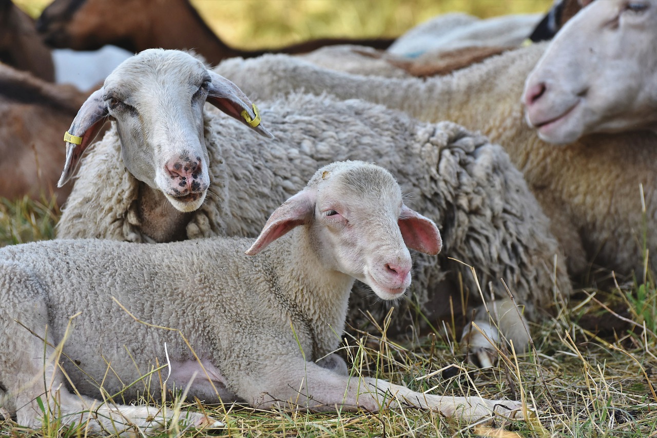 Espanya és declarada oficialment indemne de brucel·losi ovina i caprina