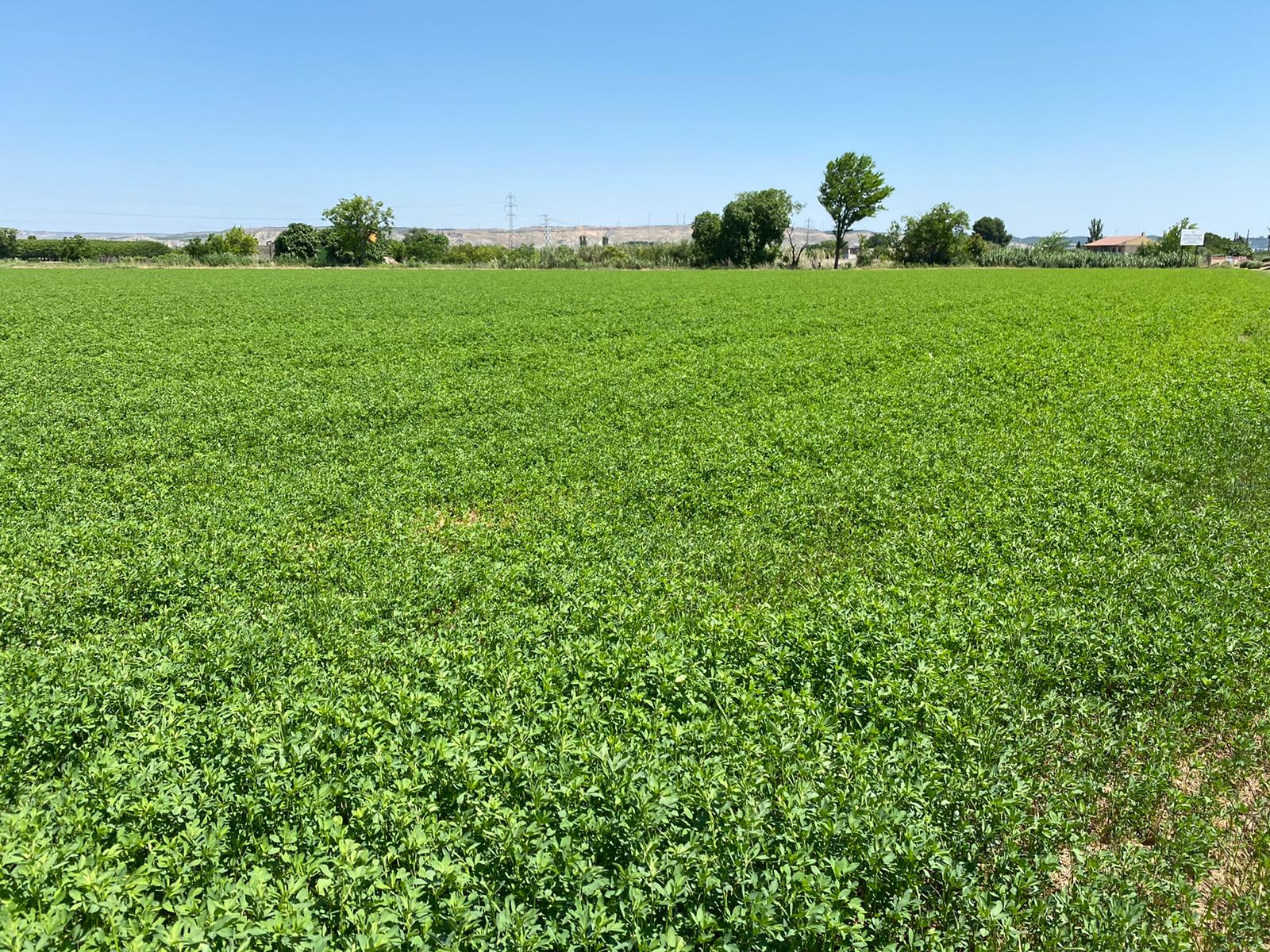 La producción de alfalfa deshidratada aumenta un 3,8% durante la campaña 2020/21