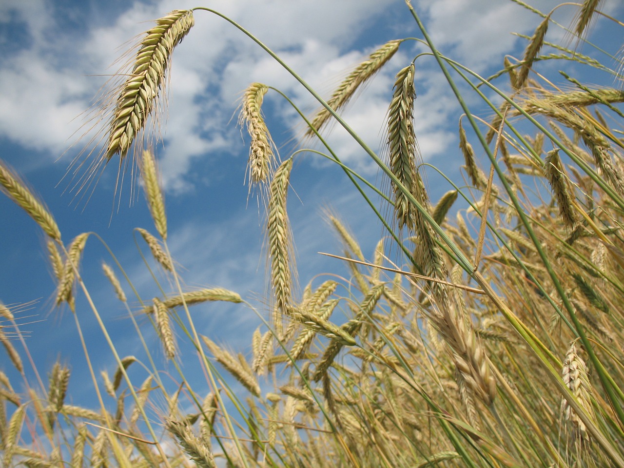 El cereal apunta a unos rendimientos por encima de la media de las últimas 4 campañas