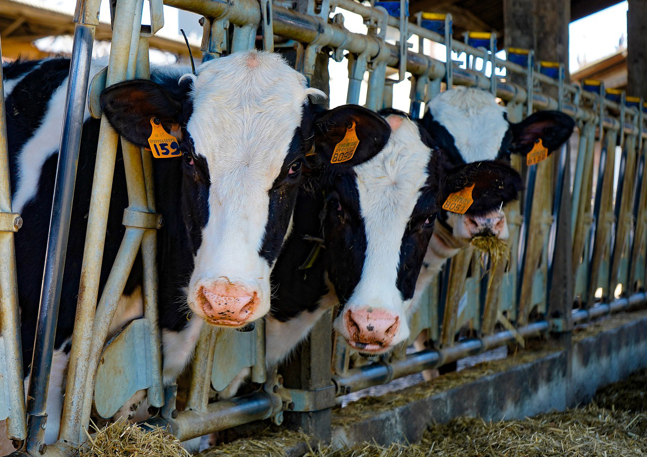 Cooperativas asegura que el vacuno de carne atraviesa una situación insostenible