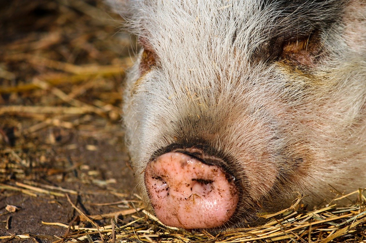 América teme que la peste porcina se expanda por el continente