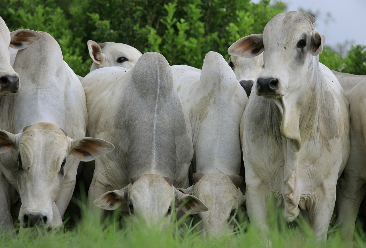 Brasil suspende sus exportaciones de vacuno a China al detectar 2 casos de “vacas locas”