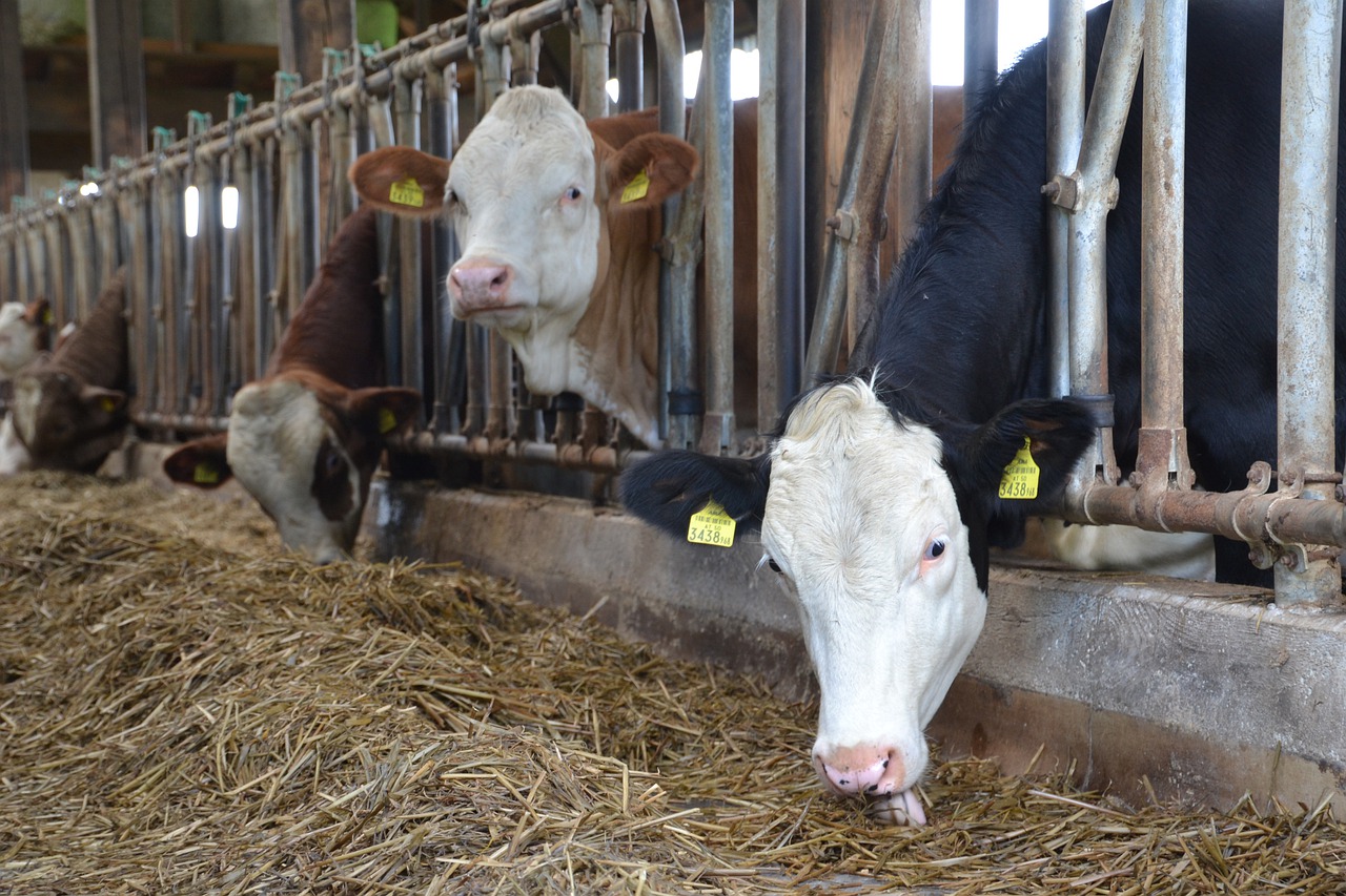 Surt a consulta pública el decret d'ordenació de les granges de bestiar boví