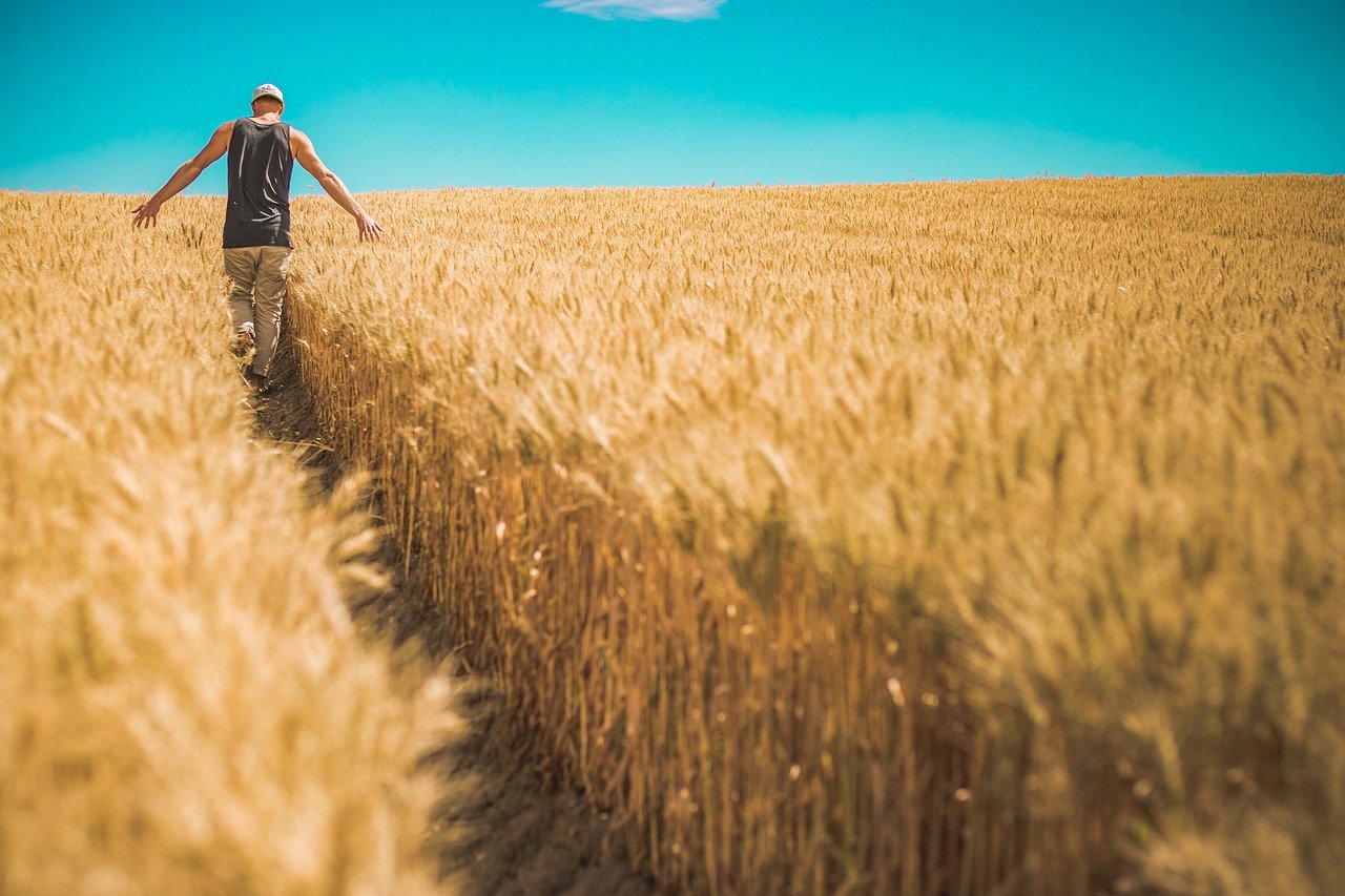 Argentina alcanzará niveles récord en su cosecha de trigo