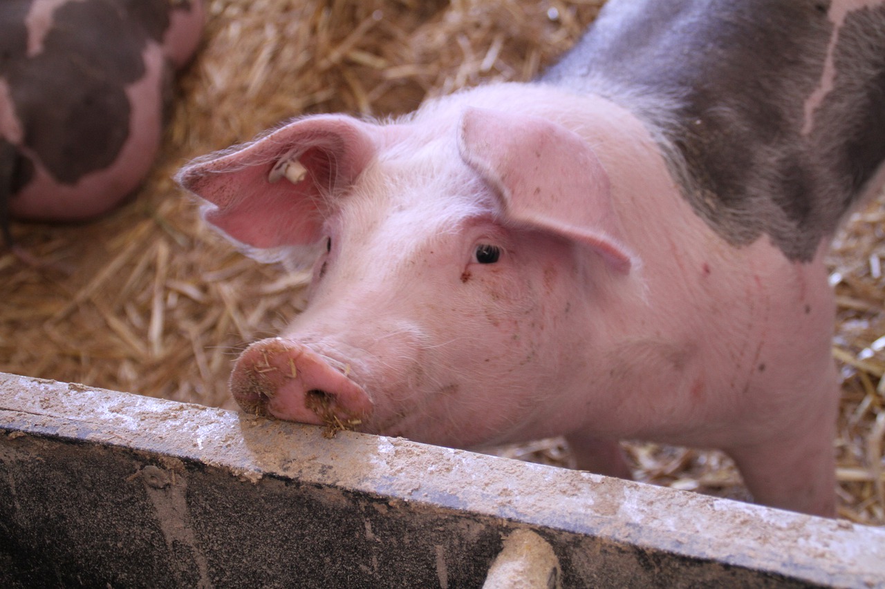 El sector porcino reduce en más de un 5% sus emisiones GEI en 2020