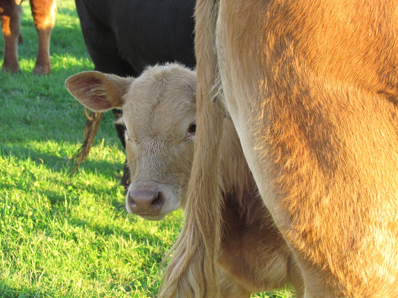 El FEGA publica els ajuts provisionals per al boví d'engreix