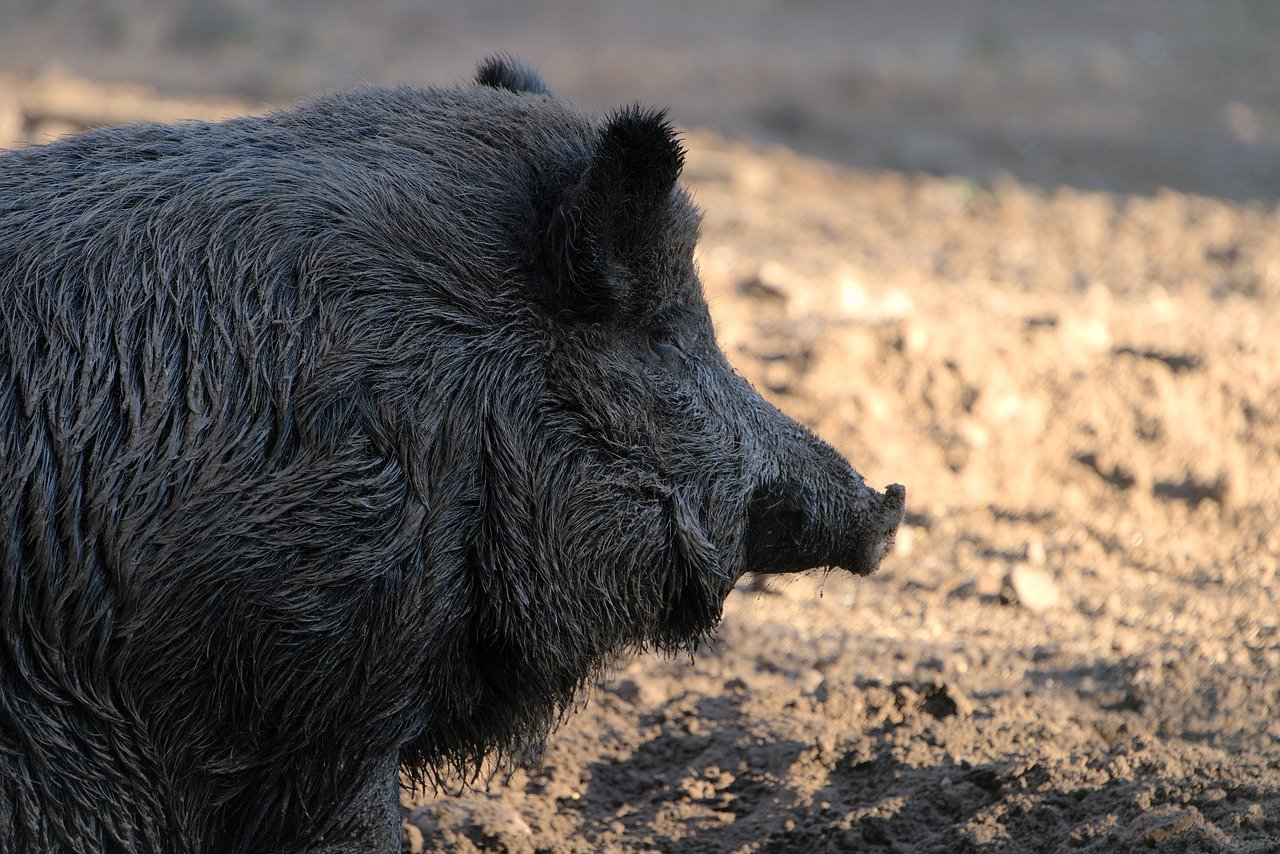 Cataluña intensifica las medidas de vigilancia contra la peste porcina