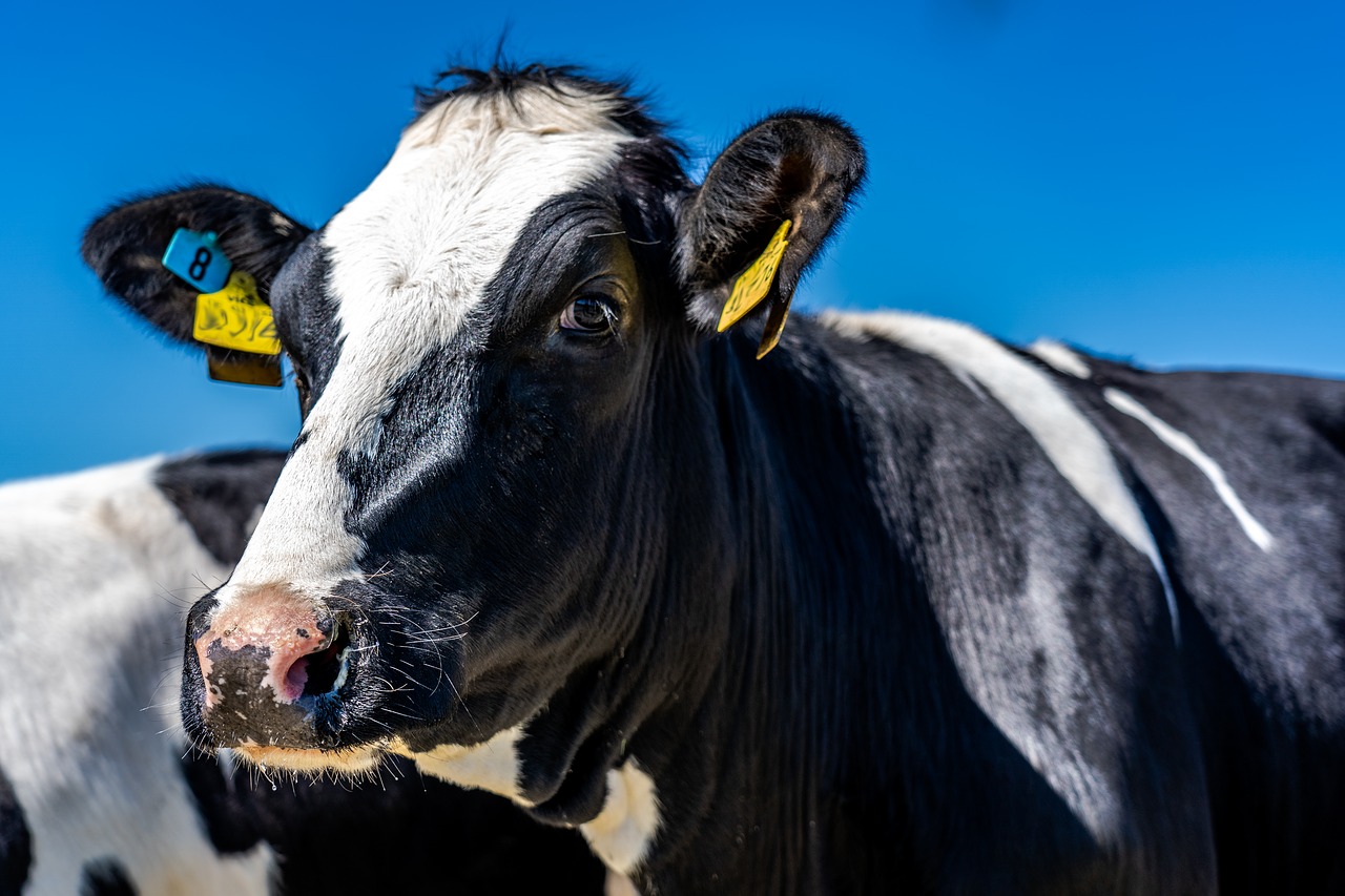 España es declarada indemne de brucelosis bovina 
