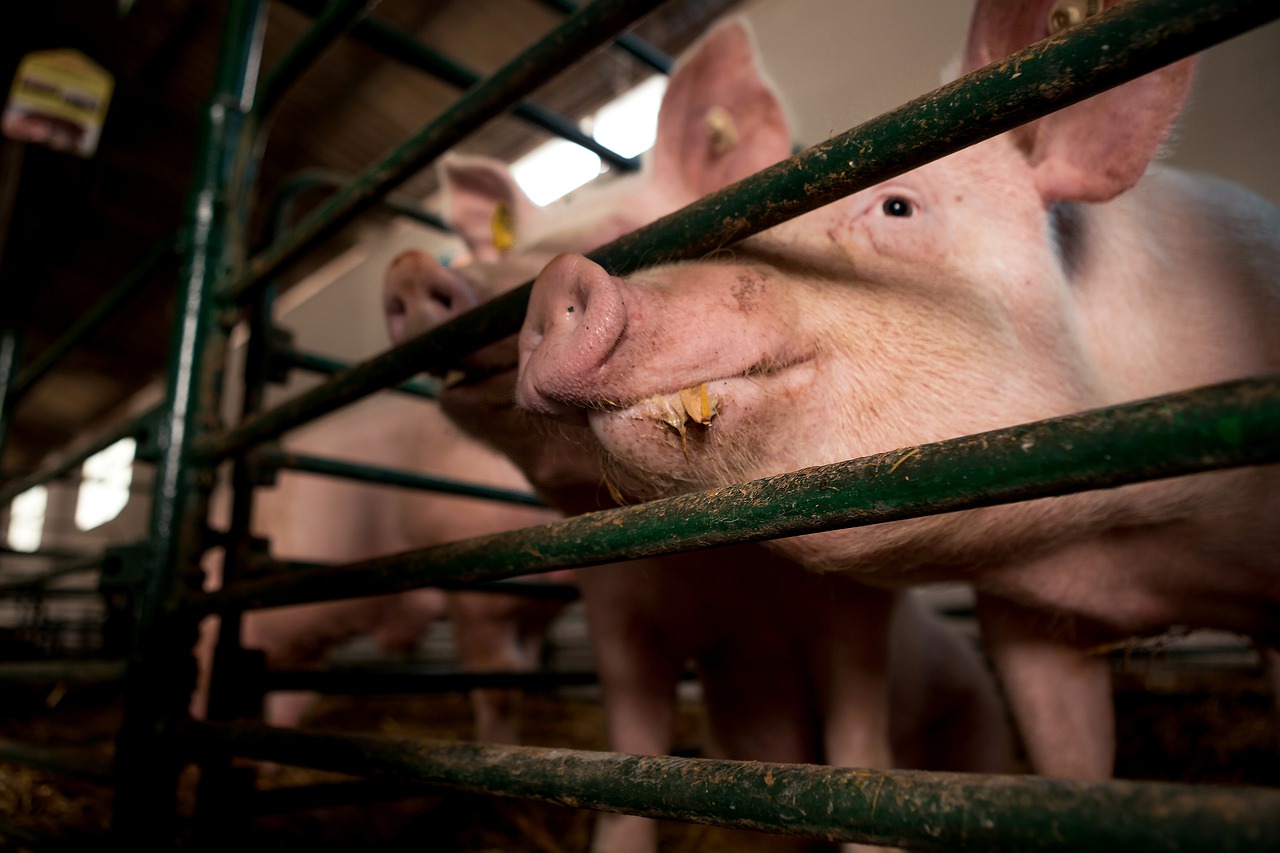 El sector porcino proporciona trabajo a más de 420.000 personas