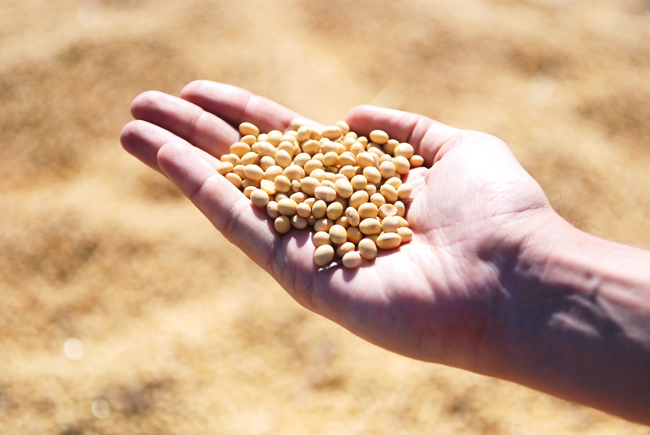 Entitats agroalimentàries s'uneixen per potenciar el cultiu de lleguminoses per a l'alimentació animal