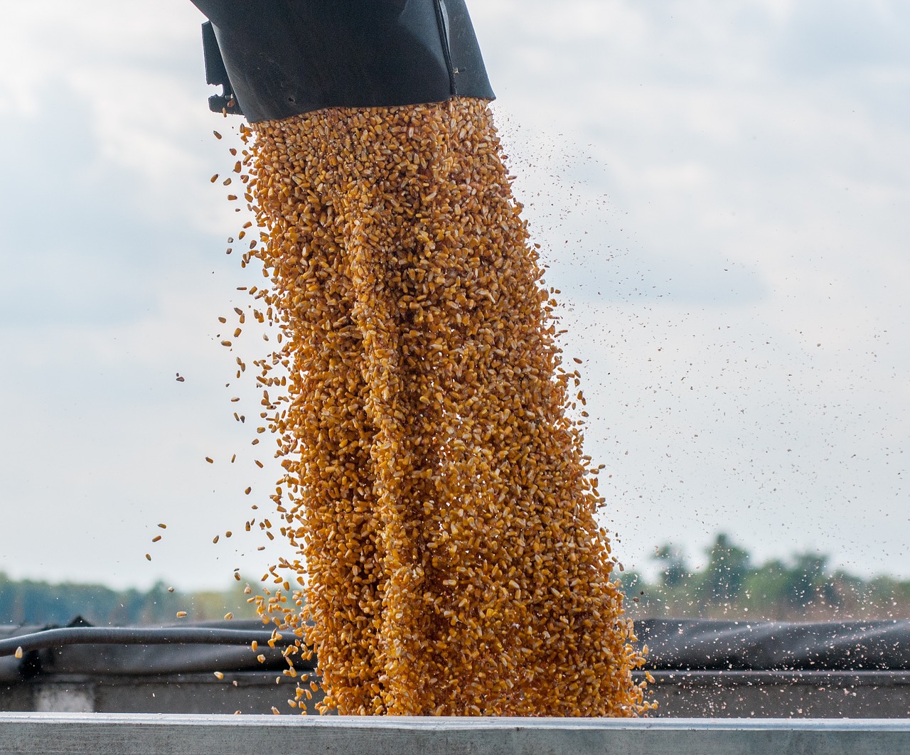 CESFAC asegura que en breve España podrá importar materias primas para piensos de otros países