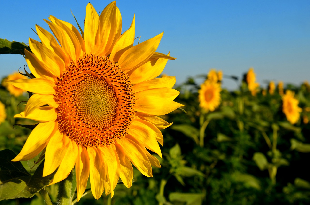 España tiene semillas para aumentar su producción de girasol en casi un millón de hectáreas