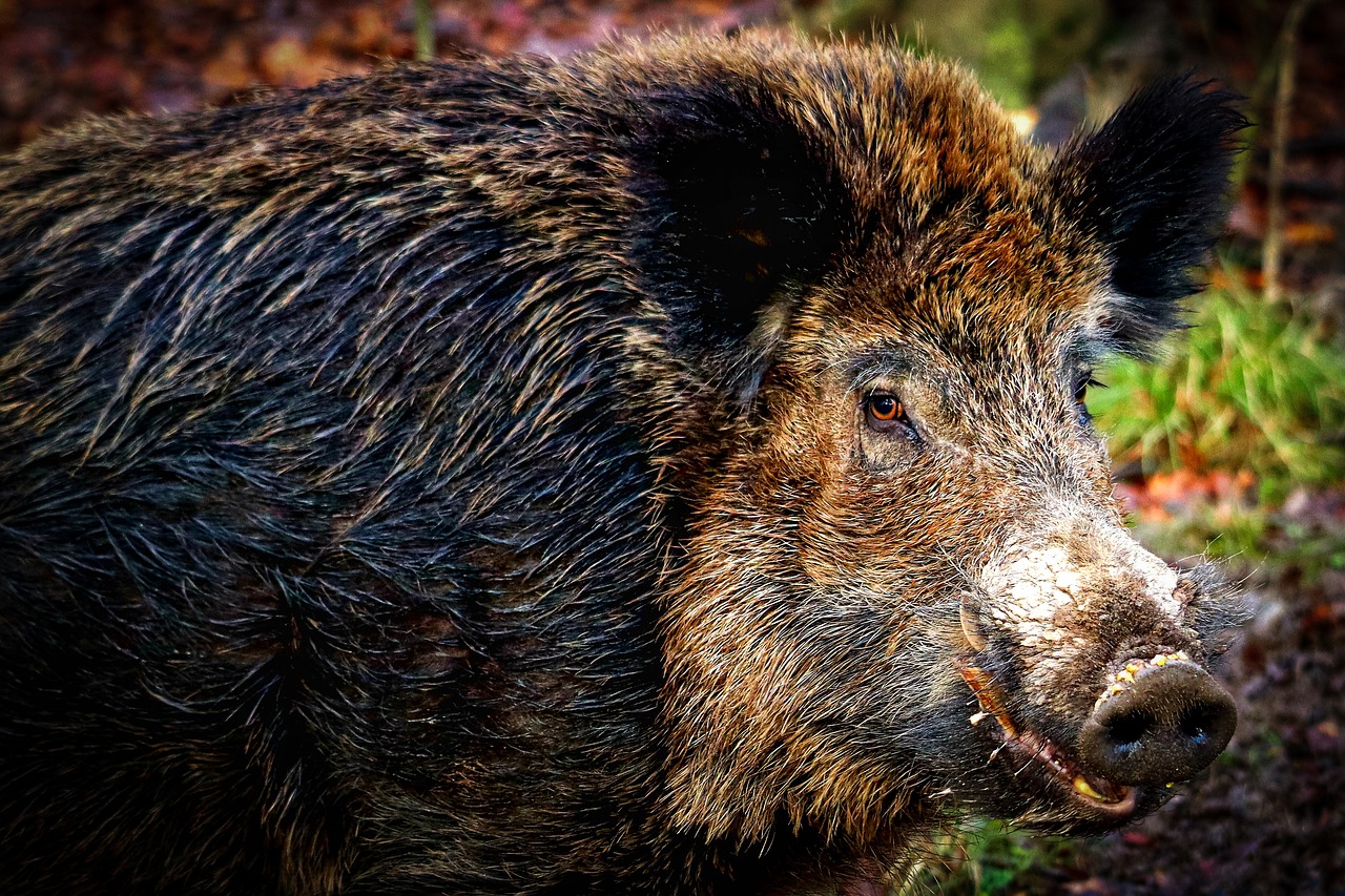 Italia confirma un caso de peste porcina en Roma, fuera de la zona cerrada