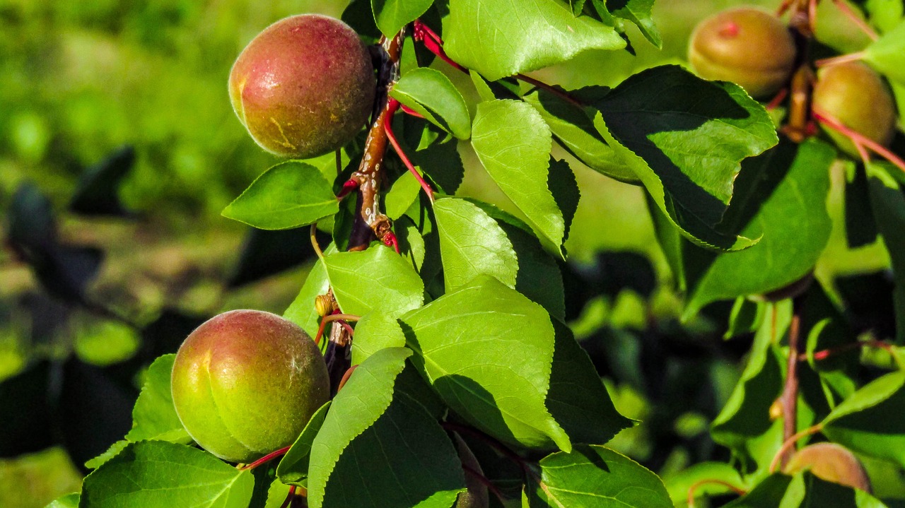 Espanya produirà un 31% menys de fruita de pinyol a causa de les gelades