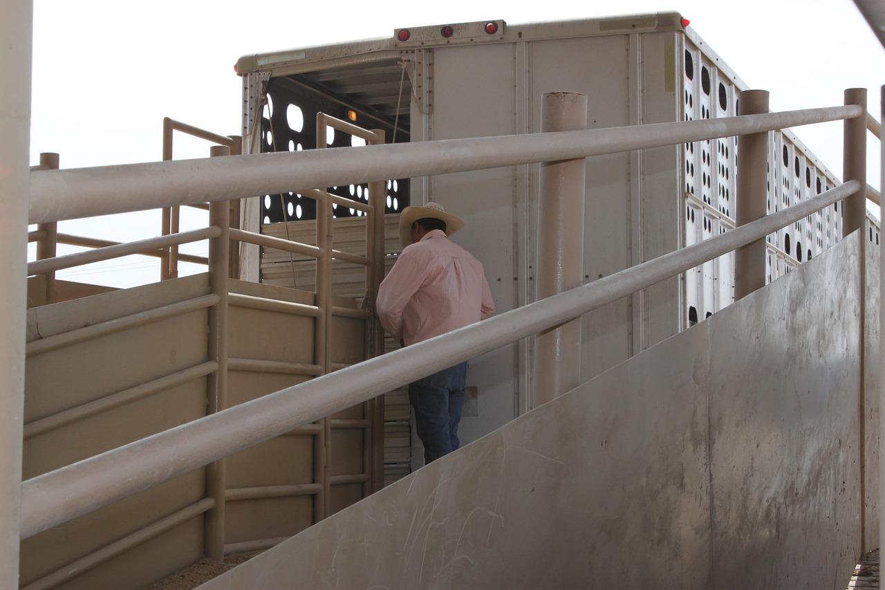 El transport d'animals vius durant l'estiu no podrà superar els 35ºC