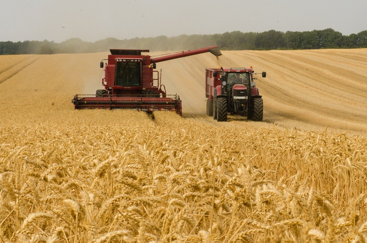 Cooperatives Agroalimentàries preveu que la collita de cereals d'aquest any sigui un 29,6% inferior a la de l'any passat
