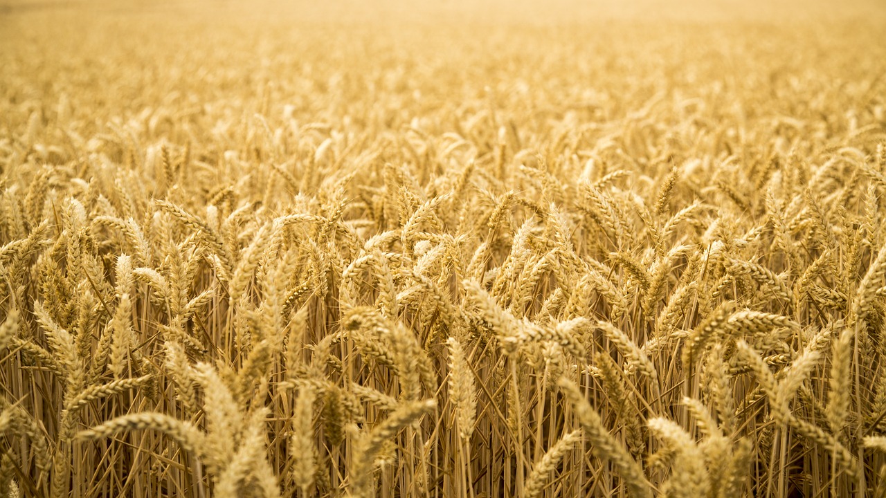 Emiratos prohíbe la reexportación del trigo indio importado durante el último mes