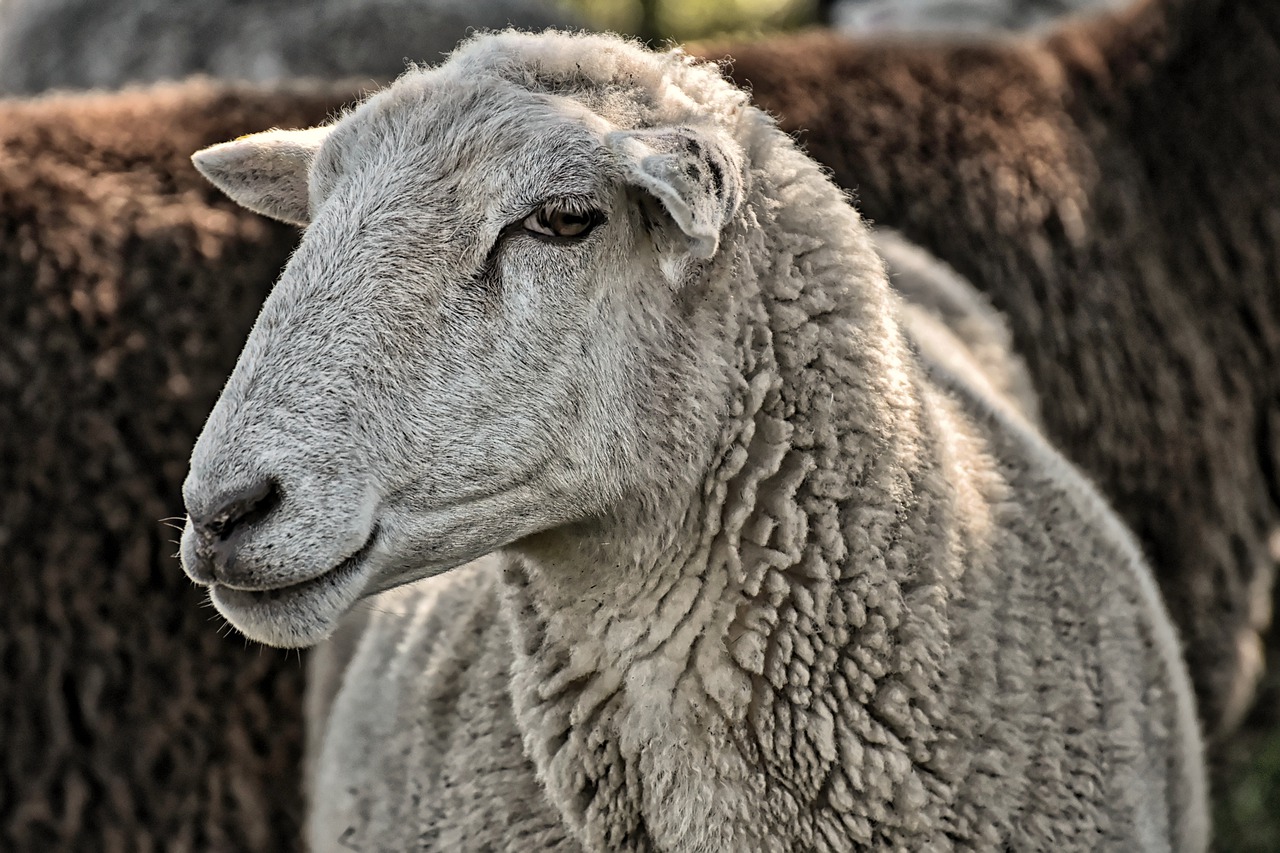Confirmado un foco de viruela ovina y caprina en una explotación de Granada