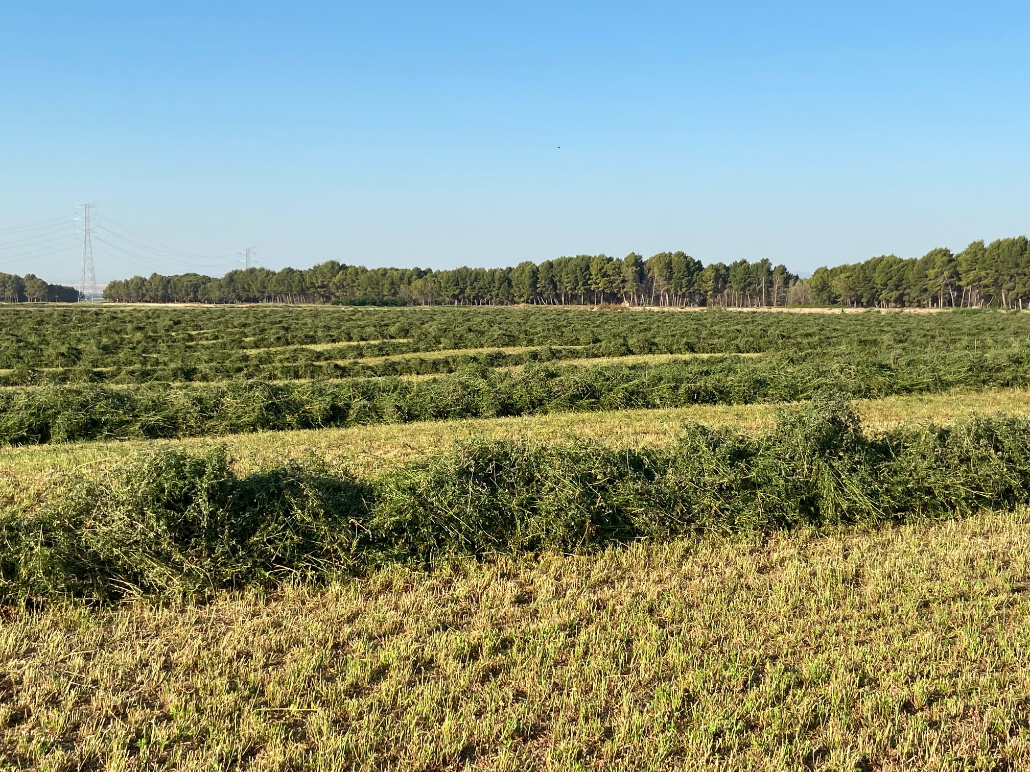 AEFA prevé que la producción de forrajes deshidratados disminuya un 25%