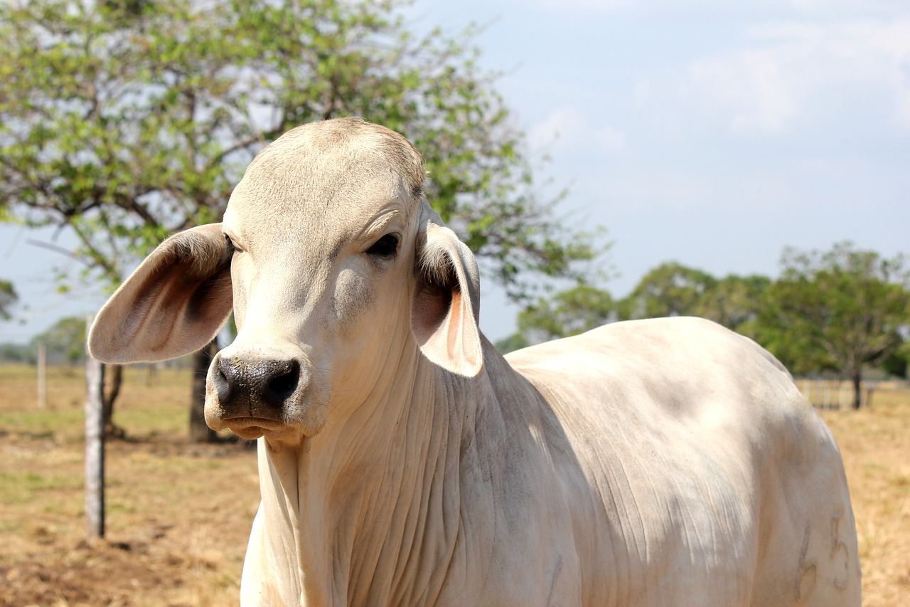 Brasil investiga un possible cas de vaques boges