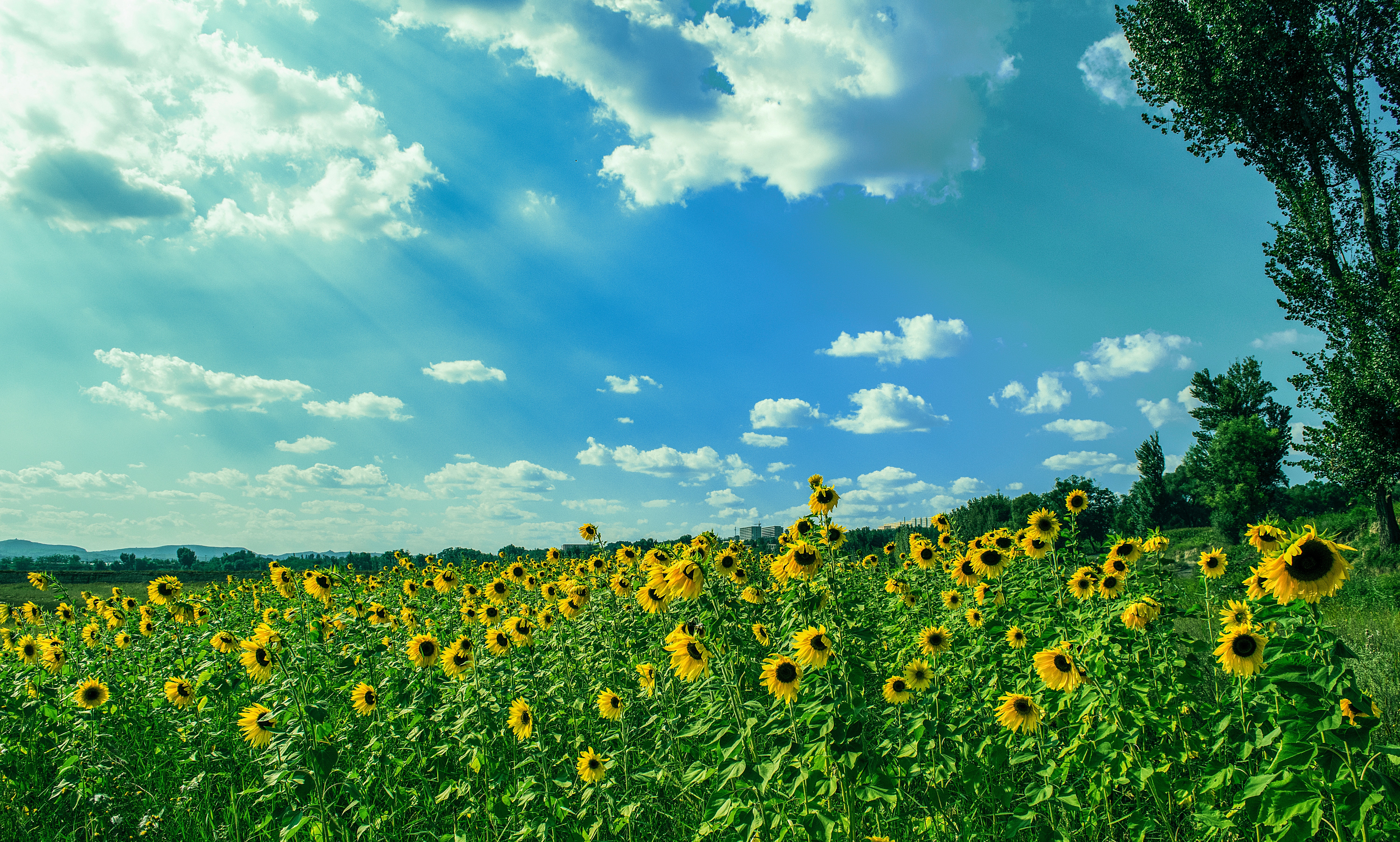 La superficie de girasol en España se reducirá un 9% respecto a 2022