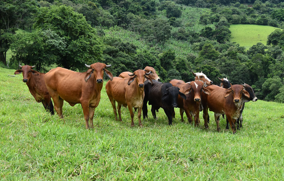 Brasil confirma que tiene un caso de “vacas locas” y suspende sus exportaciones a China