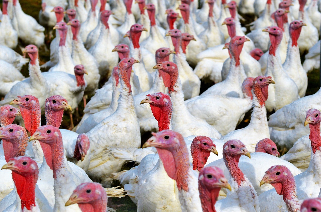 Sacrifican 87.000 aves por un foco de gripe aviar en Arbeca (Lleida)