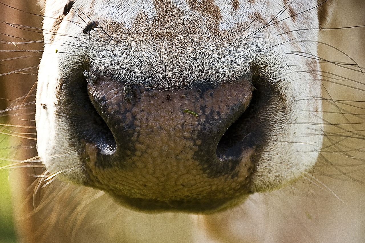 El caso de “vacas locas” en Brasil es atípico, por lo que sus exportaciones deberían restablecerse pronto