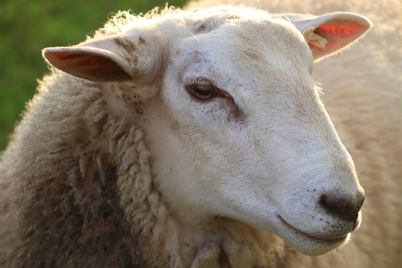 El Govern aprova ajudes per a la reposició de bestiar oví i cabrum després dels brots de verola