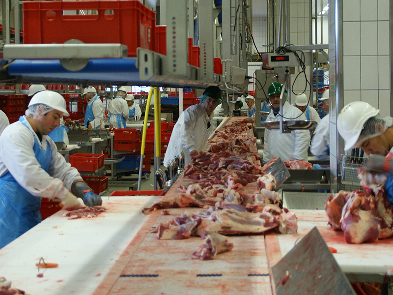 El matadero más importante de Dinamarca cierra una de sus plantas por falta de cerdos