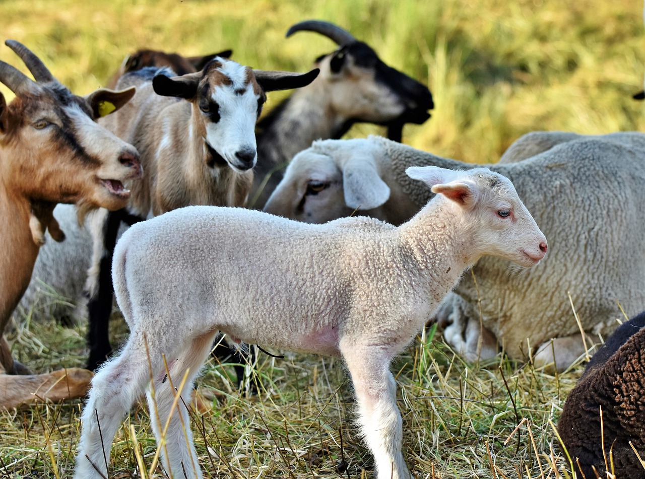 Detectan un foco de viruela ovina en Cuenca fuera de la zona de vigilancia