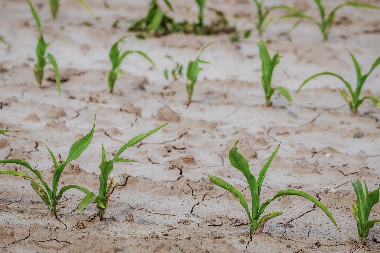 El Gobierno destinará 784 millones en ayudas a la ganadería y a la agricultura para paliar los efectos de la sequía