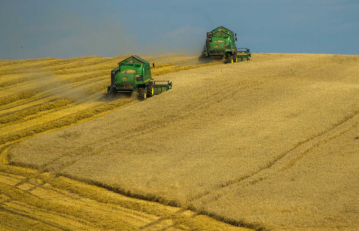 Cooperatives Agroalimentàries estima una collita de 9 milions de tones de cereal
